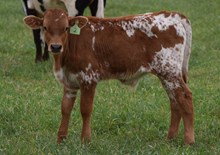 High Flair 25 Bull