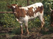 Calf 1071 Bull
