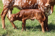 DW SWEET STUFF Steer
