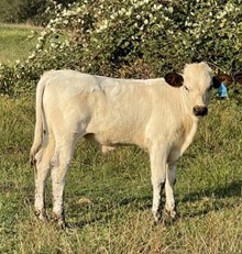 4/30/21 bull calf