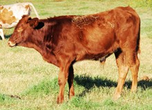 2009 Sunlight Lu Bull Calf