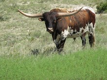 RM AUSSIE COWBOY