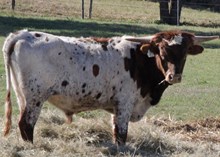 COWBOY CHEX X R II LADY IN RED BULL CALF