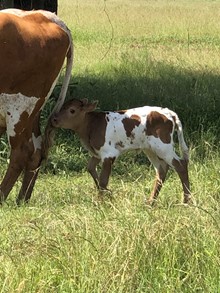 CORTEZ CHEX x Well Dunn Catchit heifer