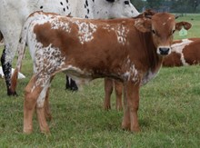 High Flair 25 Bull