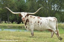 MI TIERRA VACA 943