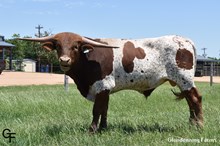 BUCK WINN X ROSE OF SEBASTIAN BULL