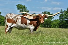 TEXAS STARLADY PC365