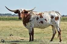 GF FOCUS FANNIE