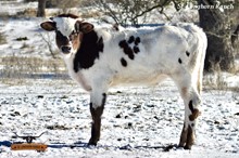 SKYLER BULL CALF 2021