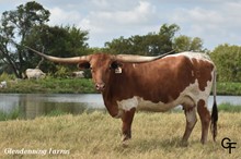 Brazos Ms Rebecca 801