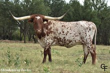 GF IRON STARLET