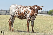 GF IRON TWINKLE