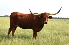 GF ROSALEE