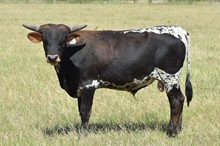 DRAG IRON x TEXAS STARLADY