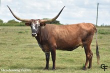 GF CROWN COUNTRY