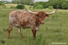 GF HELLO CONTESSA