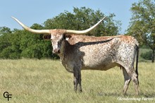GF BLANCO TANGO
