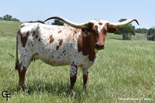 GF FOCUS FANNIE