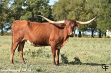 GF IRON SHEBA