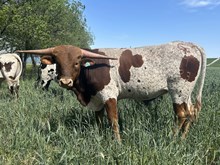 BUCK WINN X ROSE OF SEBASTIAN BULL