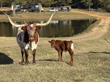 Cinnamon bull calf 24