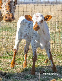 JUSTA SPECKLED ANNIE HEIFER CALF