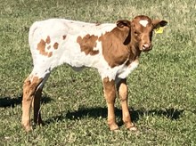 GF BUCKING ROSE