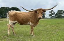 GF BEATRIZ CORONADO