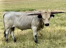 GF RAWHIDE