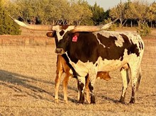 GF Orinoco Flo RC