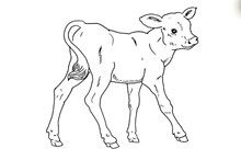 GF BUCKING ROSE