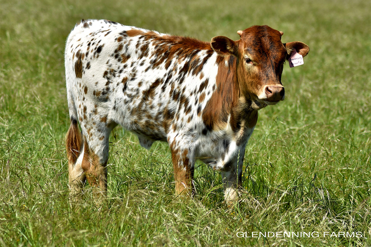 Heifers